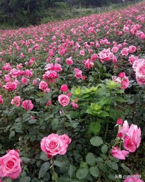 成都周边适合秋天看花的地方,成都周边看花攻略国庆节