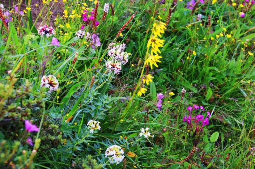 贡嘎山的徒步,贡嘎雪山大环线徒步游记