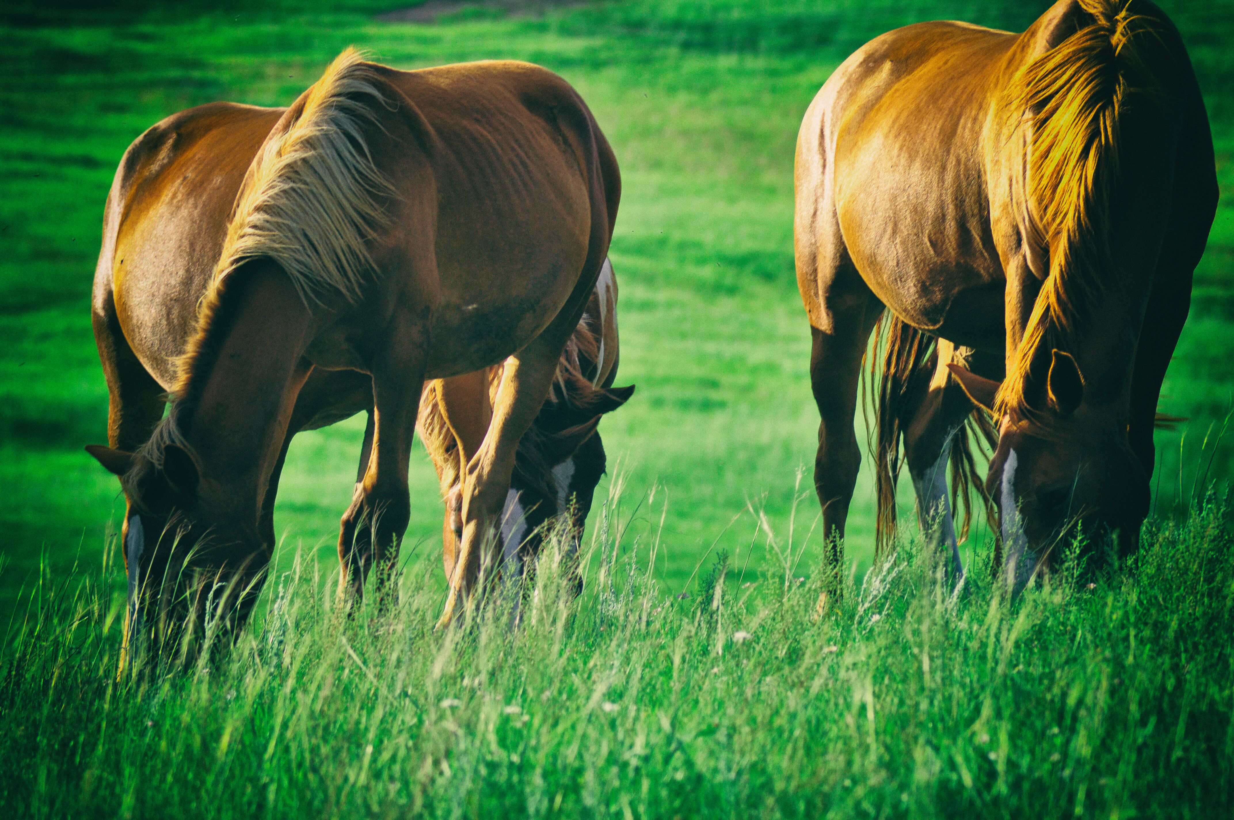 南方人自驾来东北是啥体验,15天一万公里的新疆感受