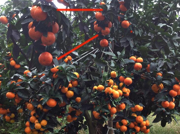 英英李子苗,砂糖橘金橘的病虫害用什么药