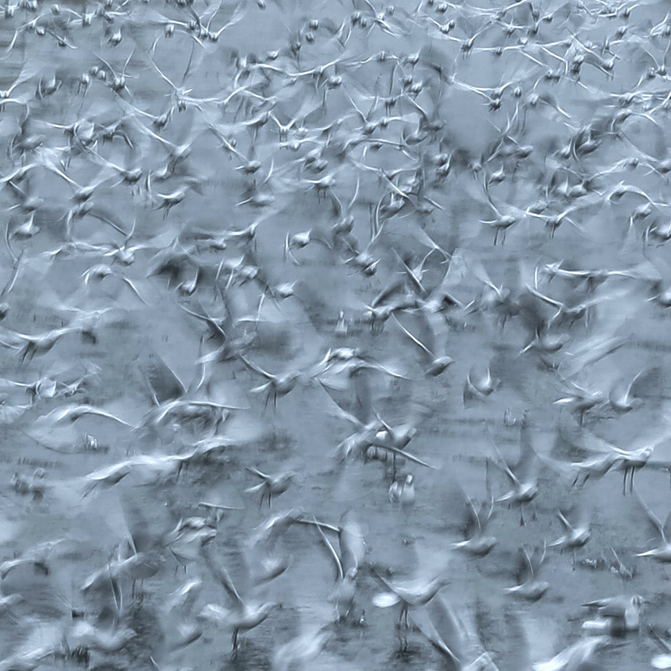 生态摄影师相机,生态摄影著名摄影家