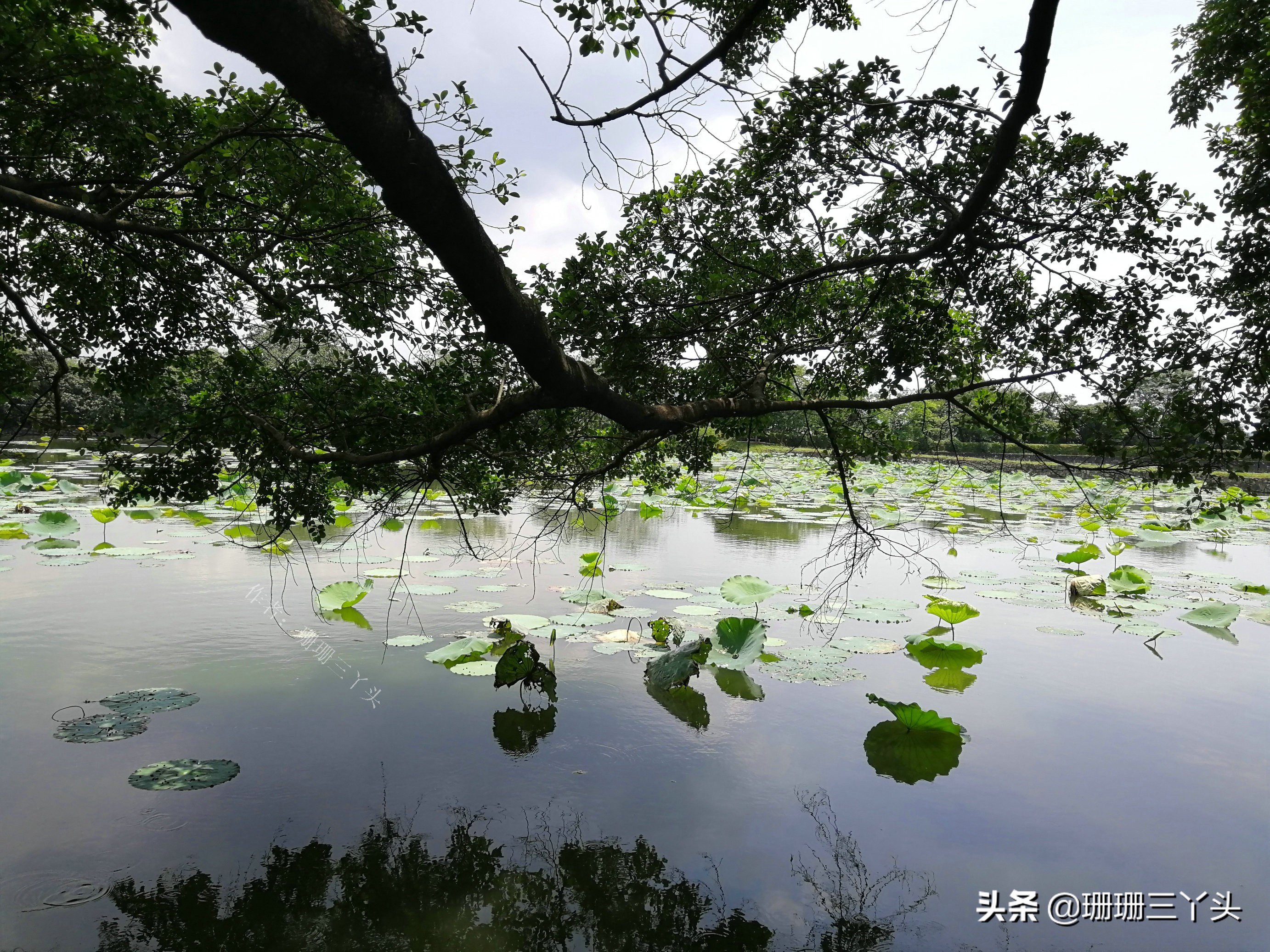 广州郊外古村，村始祖如何从养鸭专业户，到建“人才辈出”村子