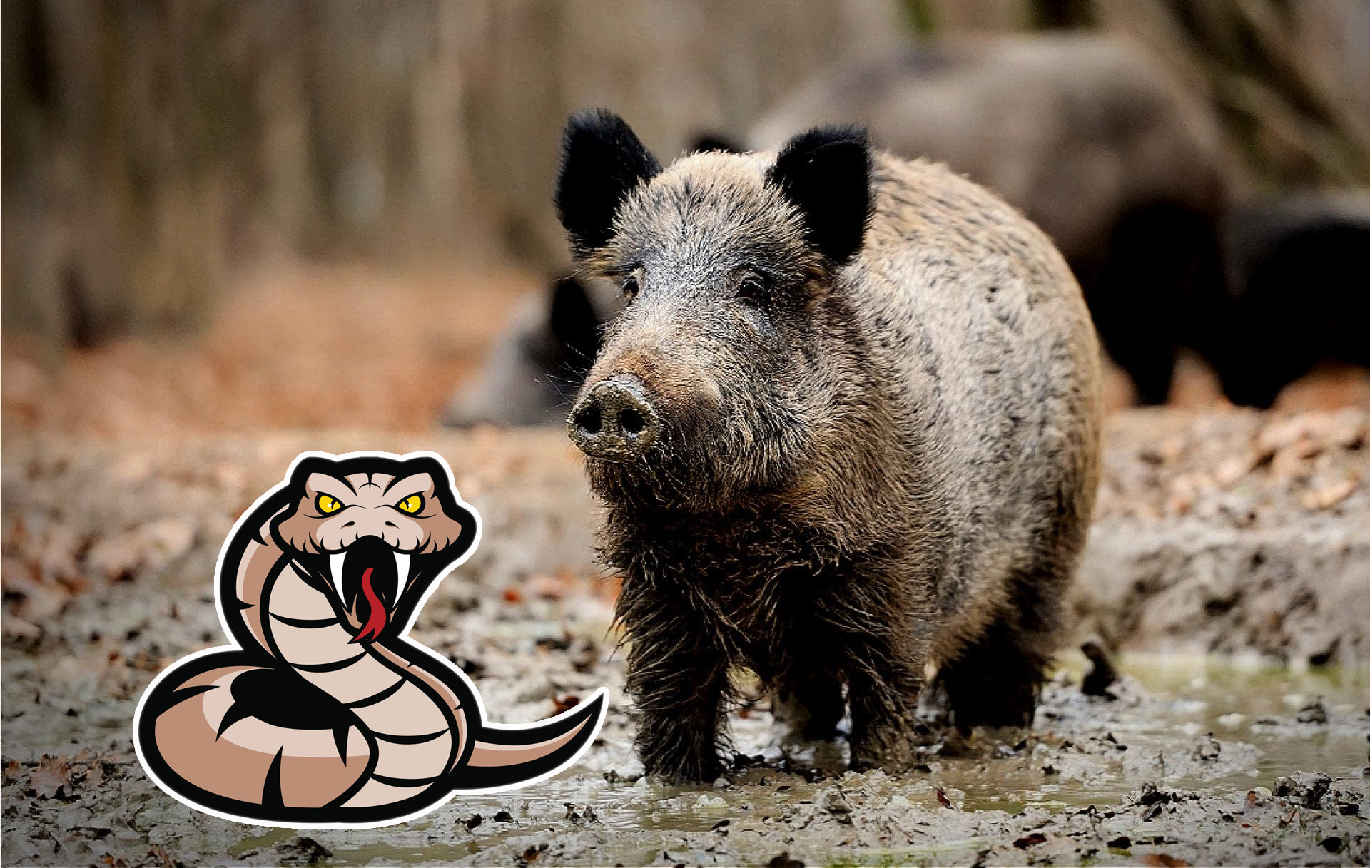 猪吃毒蛇为什么不会中毒,猪吃蛇不被毒蛇咬吗