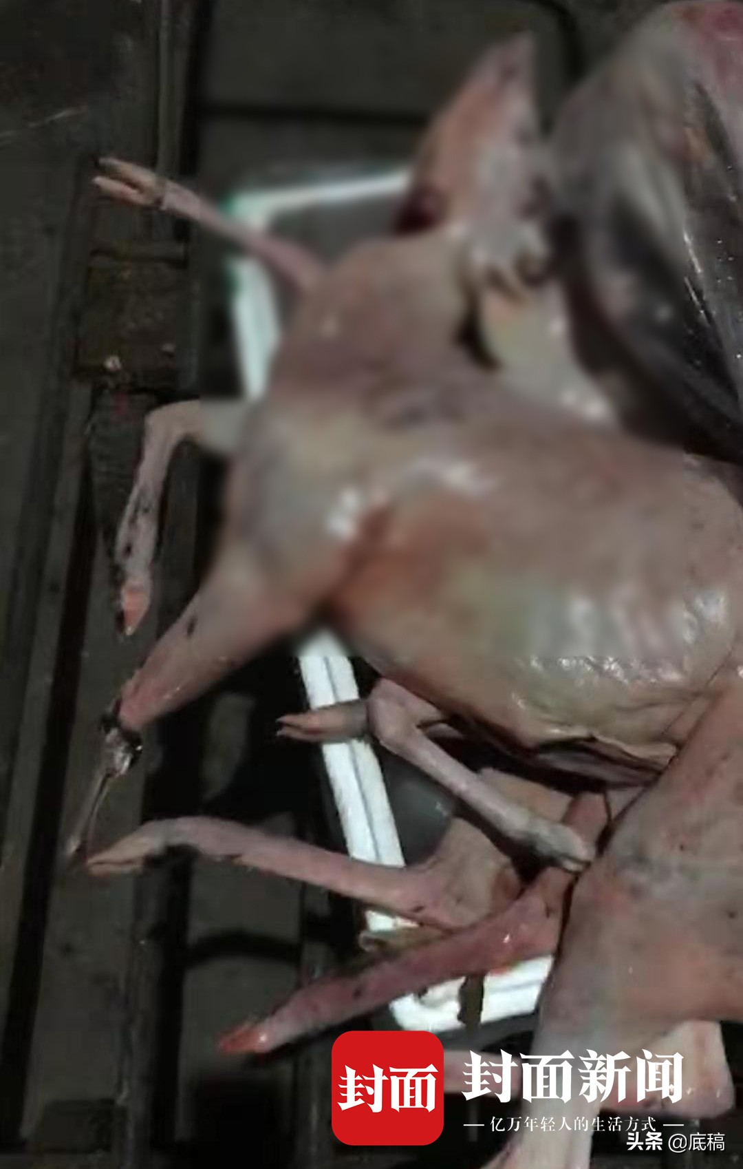 病毒之后，野味之“惑”：19名院士学者联名呼吁，杜绝野生动物非法贸易和食用