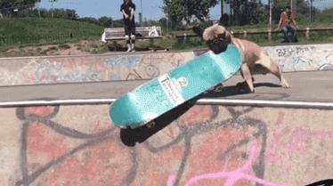 守身如玉20年，“第一次”竟然给了一只狗