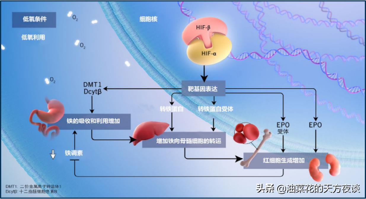 慢性肾脏疾病导致贫血的主要原因,慢性肾脏病贫血图解