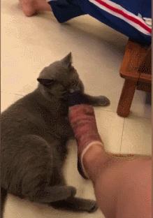 猫咪讨厌什么气味防止乱尿,这7种气味你家猫咪讨厌吗