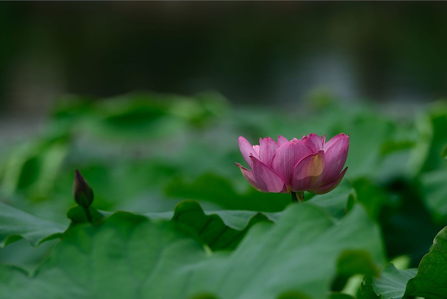 鹤城印象荷花图片,鹤城区看荷花