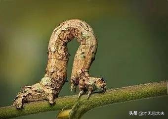 颜真卿在祭侄文稿中主要的笔法,颜真卿的祭侄文稿中主要用的笔法