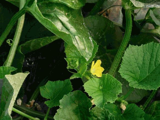 不甜不要钱!白玉甜瓜火了,脆嫩香甜多汁!全家老小都爱吃