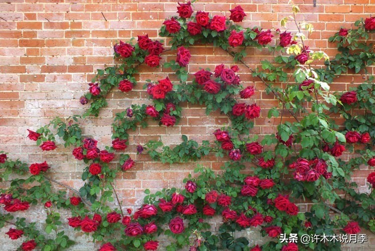 最好种植的藤本月季，种下一颗小苗，收获一片花海