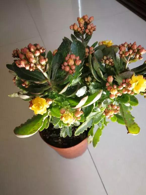 长寿花如何嫁接到不死鸟,长寿花这样嫁接花期长还不会烂根