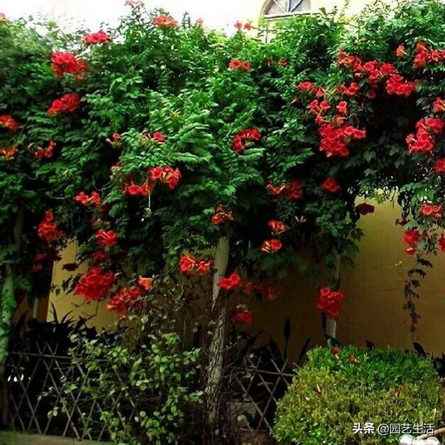 凌霄和爬山虎在7月份能栽活吗,金银花爬山虎凌霄种植在一起