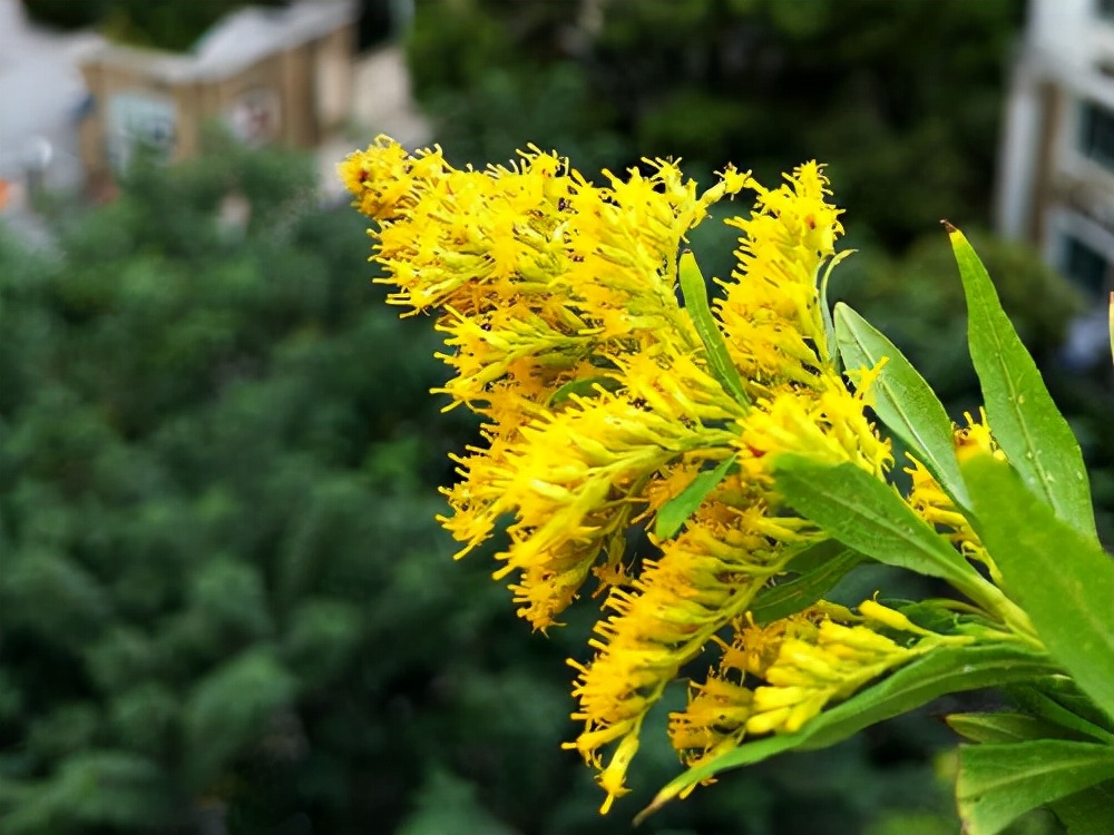 加拿大一枝花是入侵物种吗,加拿大一枝花为何必须铲除