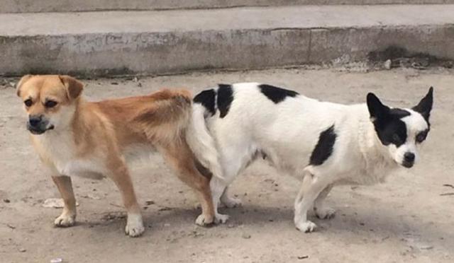 狗狗交配时强行将它们分开？脑子是个好东西，希望你能有！