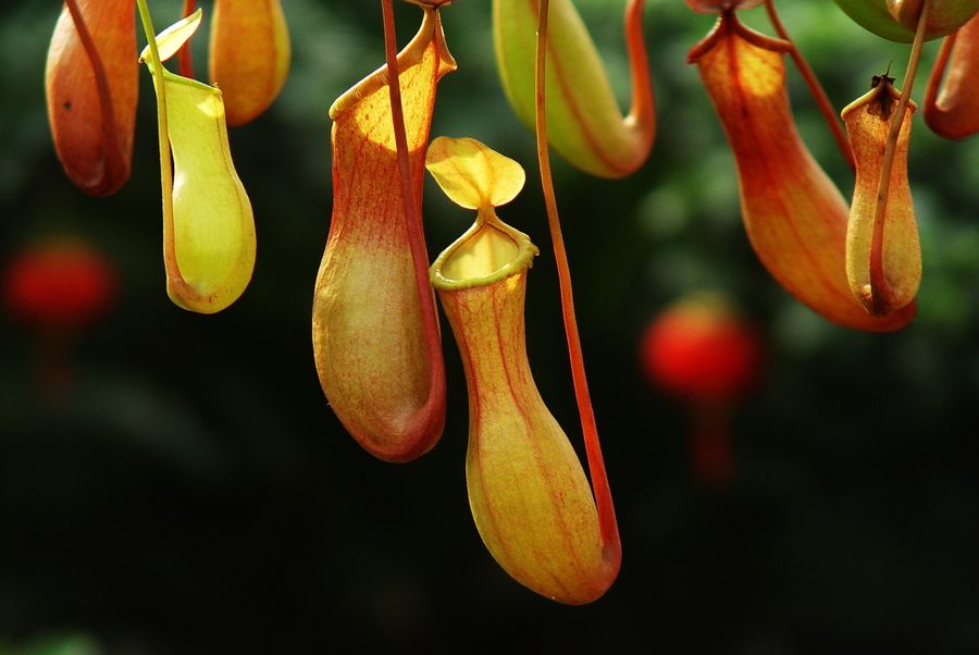 养什么植物能驱赶蚊子苍蝇,家里养盆栽会有小蚊子吗