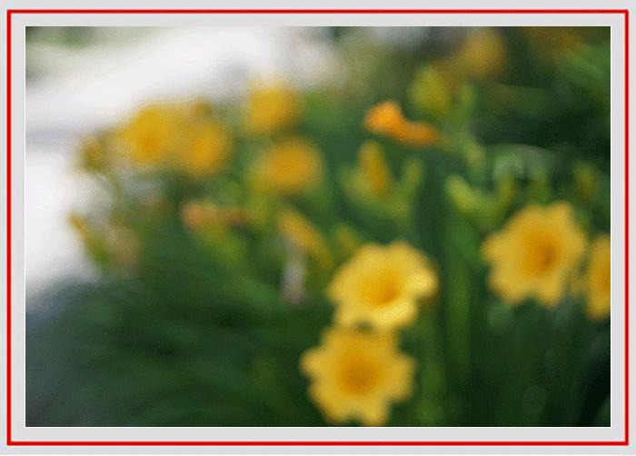 拍摄花卉的景深有哪些方法,如何运用和控制花卉摄影的景深