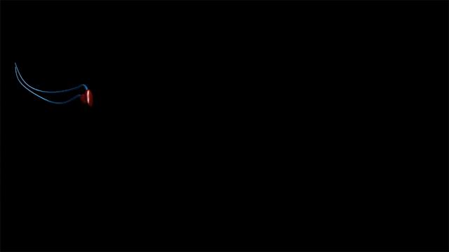 精子“欺骗”了科学家300多年！研究显示：精子并非左右摆动前进