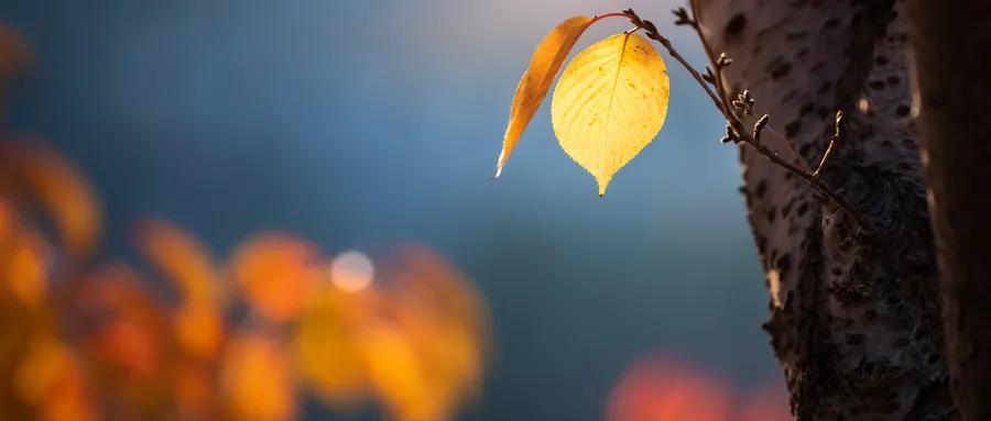 李可老先生能把癌症治好吗,李可老中医治疗肿瘤思路全文