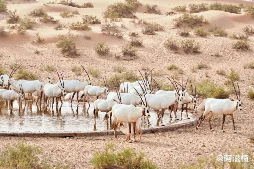 沙漠上的奇迹迪拜,沙漠奇迹之城攻略