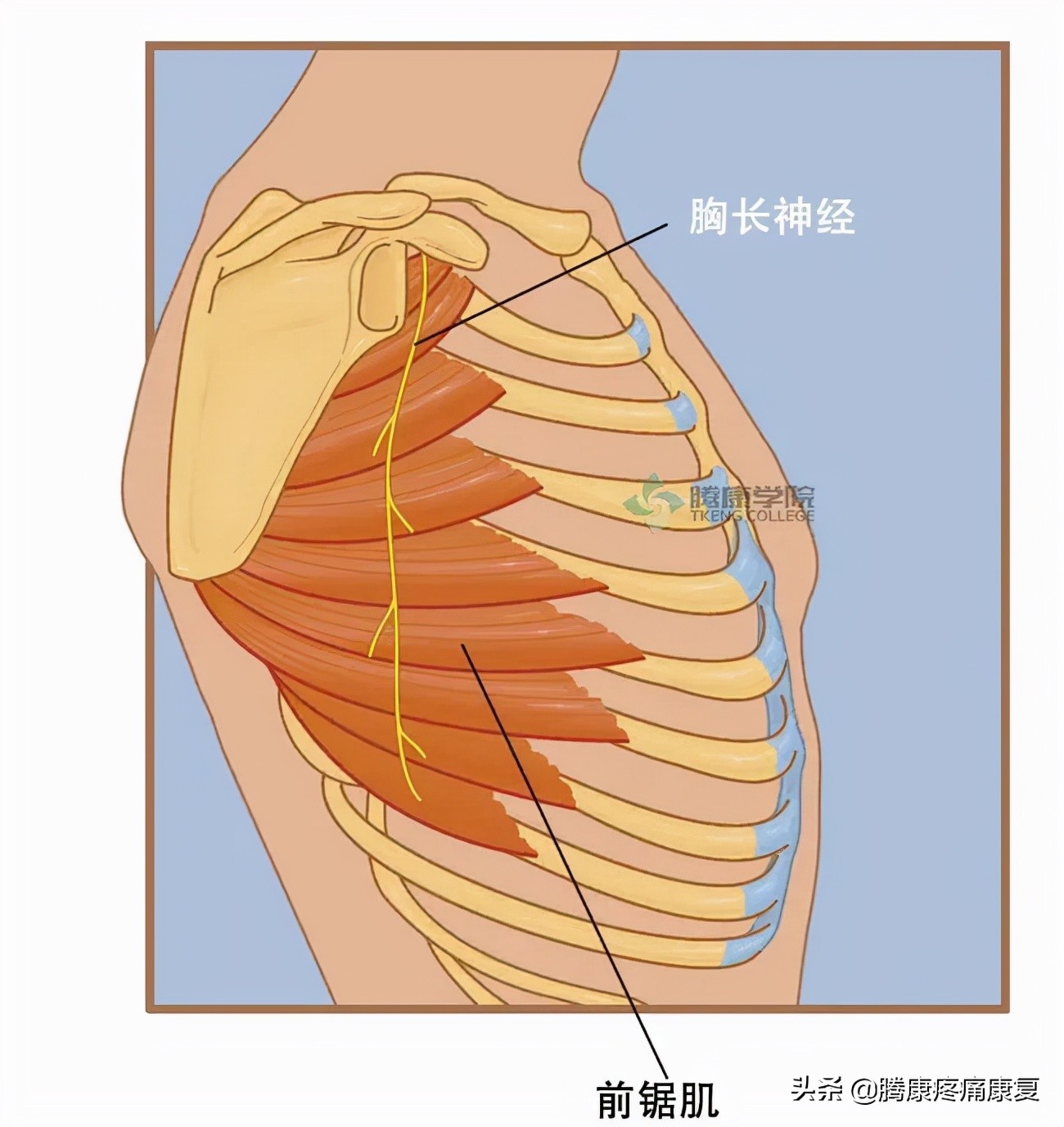 最全!脊神经系统汇总