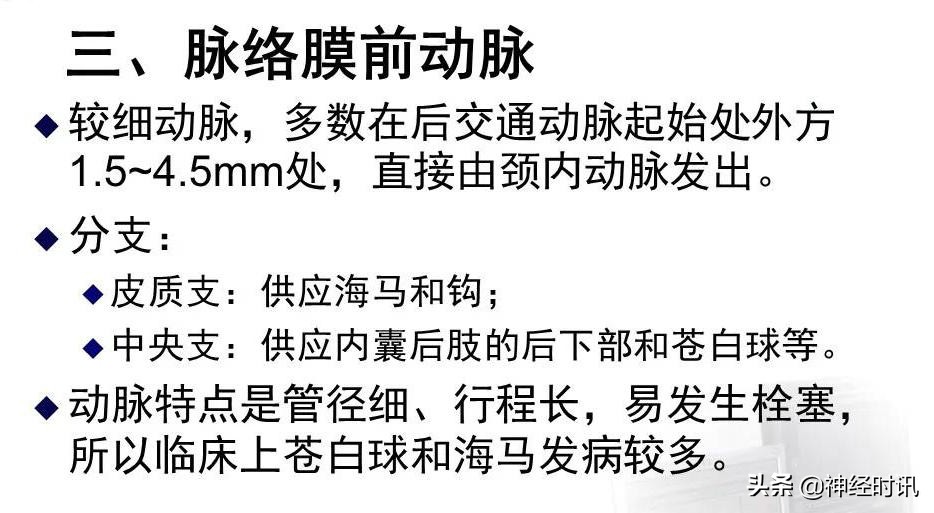 脑动脉解剖学讲解,基底节区脑血管解剖
