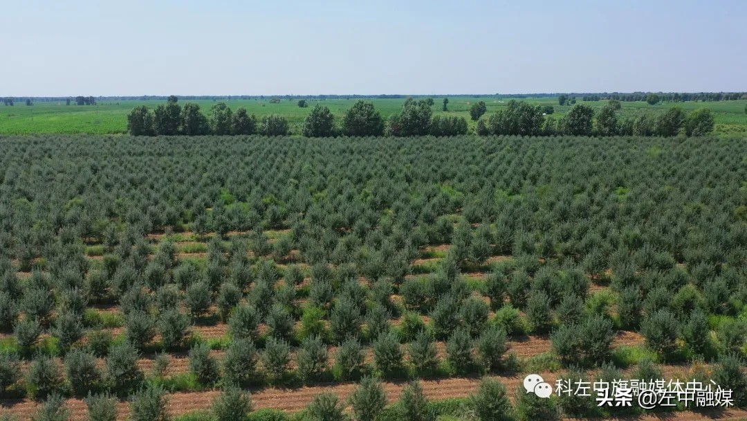 沙棘产业做得最好的地方,小沙棘大产业