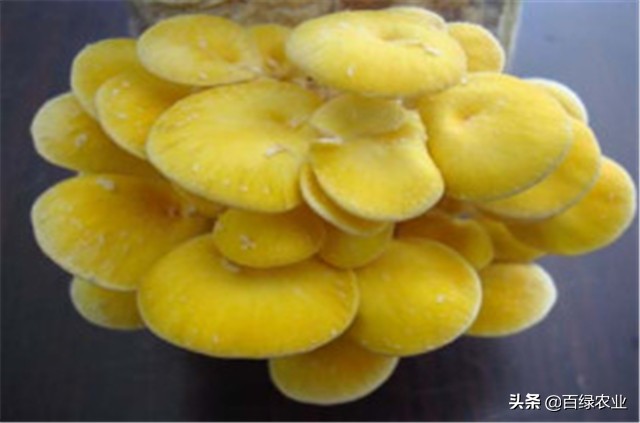 榆黄蘑高效栽培教程,榆黄蘑工厂化栽培技术
