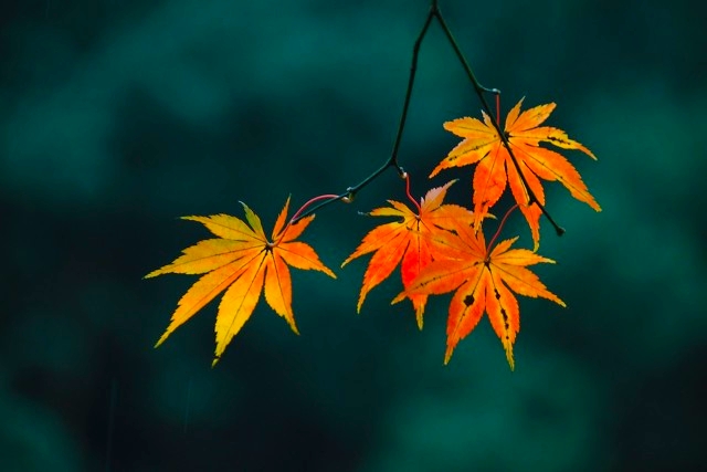 打卡新白娘子传奇杭州取景地,三月杭州打卡景点