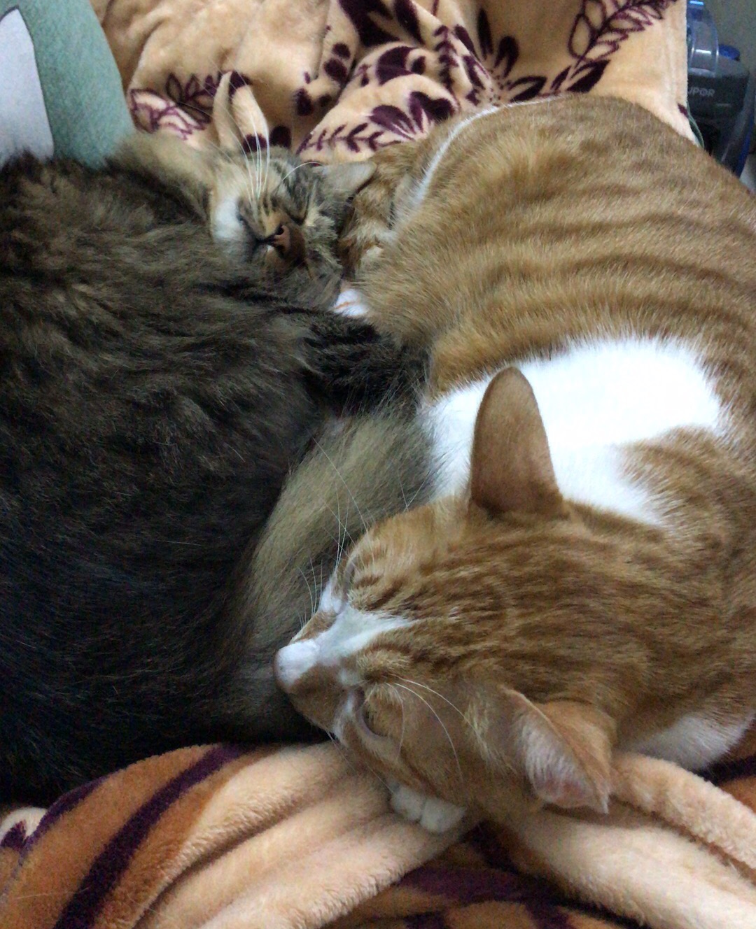 流浪猫救助后续问题,流浪猫的救助正确办法