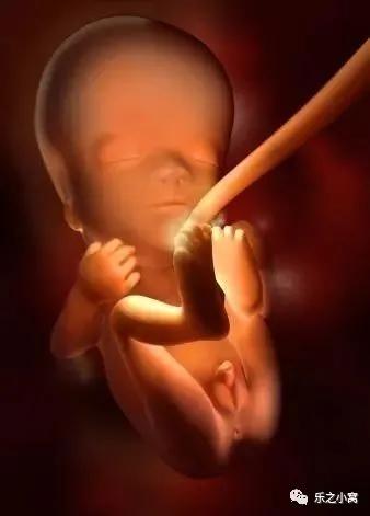 孕期胎儿成长图鉴,孕期胚胎成长图片