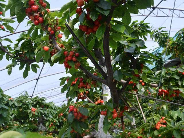 4月大量上市,却屡屡冒充进口货提高销量,果农有苦难言