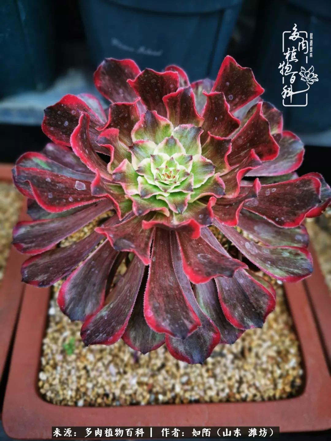 凤凰涅槃,浴火重生!多肉法师圣斗士们的秋天!(附养护经验)