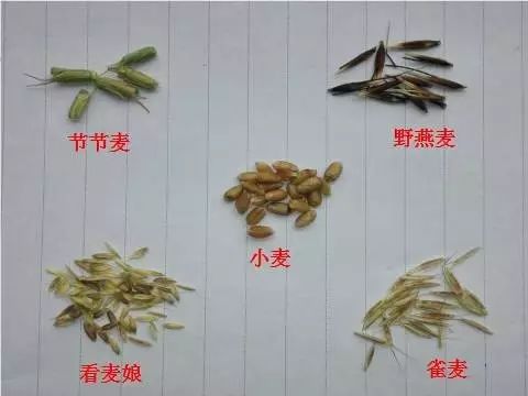 燕麦雀麦和节节麦的区别图谱,火眼金睛快速识别