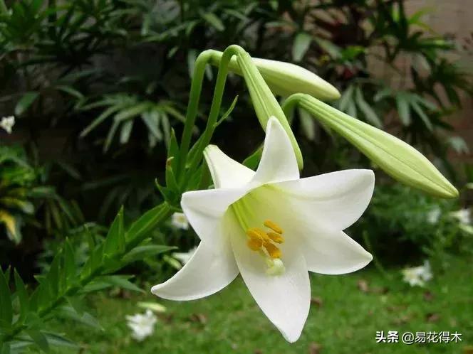 百合花开花后怎么留种球,百合花开花后晒太阳吗