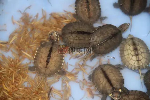 草龟苗半水龟饲养,水龟半水龟混养环境