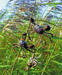 辽宁盘锦有什么吃的,辽宁吃喝玩乐一站式