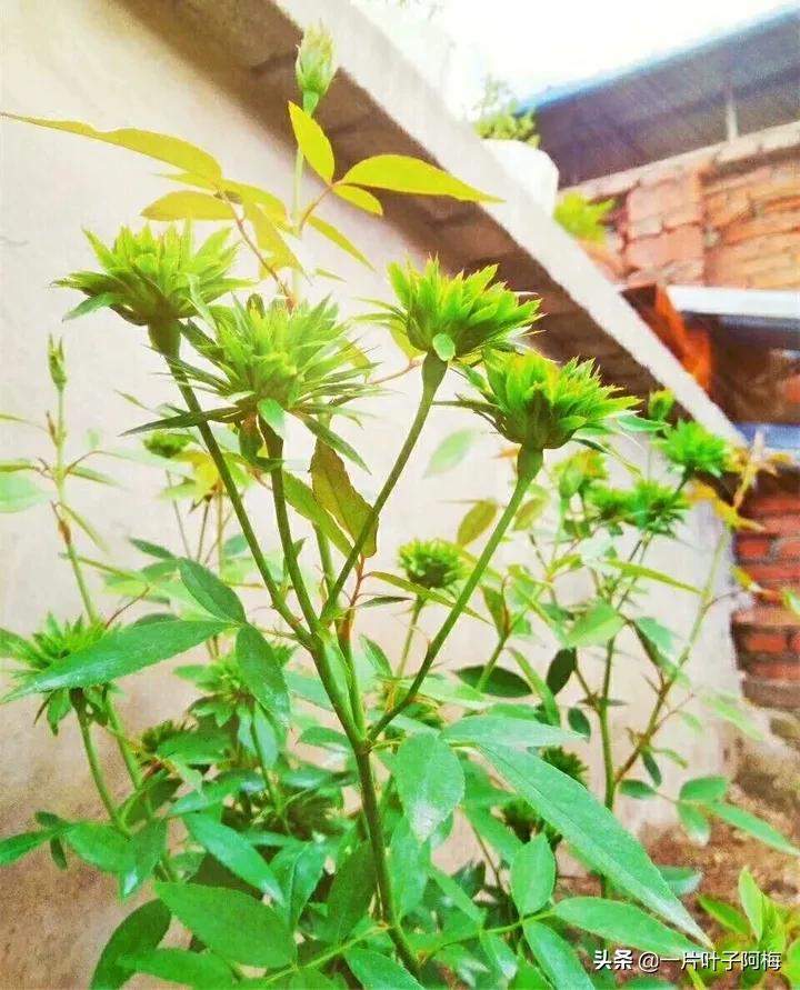 红花配绿叶才更显花的妩媚和娇贵,红花配绿叶什么花没有绿叶