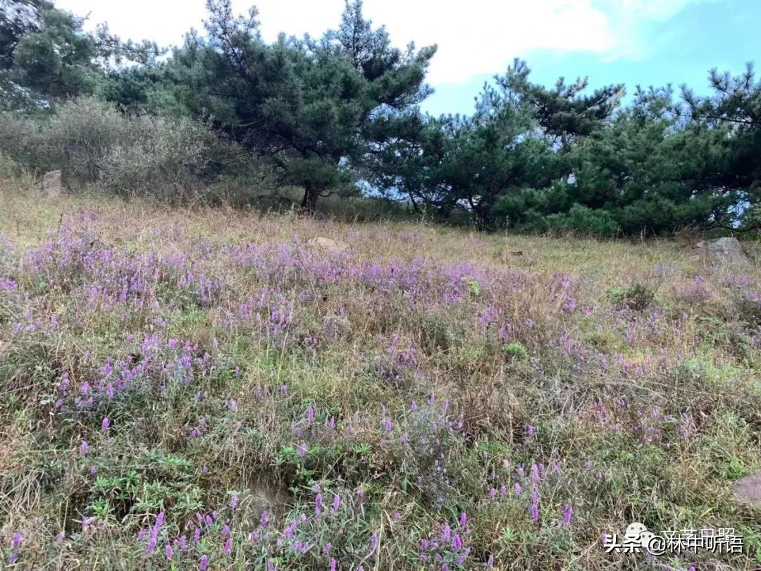 五莲县灵公山阴,“皮胡骚”!还发现了?