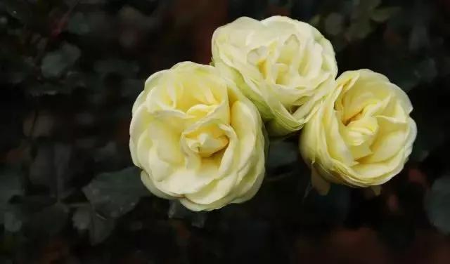 每天学习一点点各种花代表的花语,每天学习一朵花知识