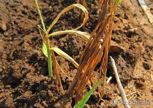 姜瘟病根治,治不了的姜瘟病