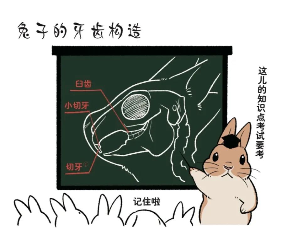 兔子不好养是什么意思,养兔子技巧