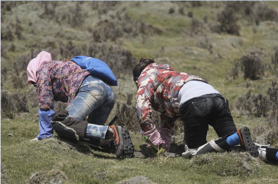 冬虫夏草在什么地方可以挖得到,冬虫夏草的虫怎么挖