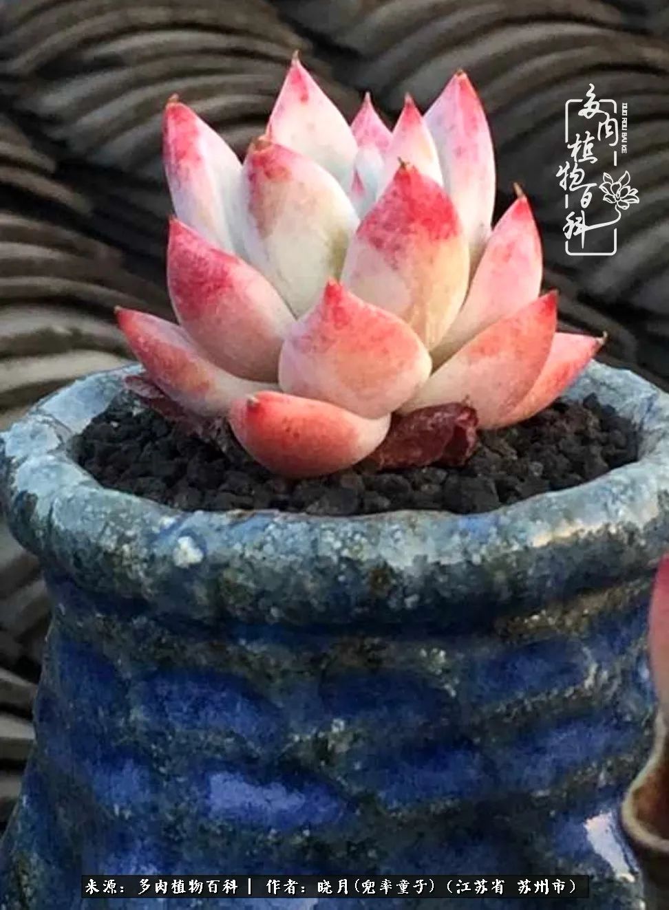 六年时间环游22个国家，却被多肉小萌物征服