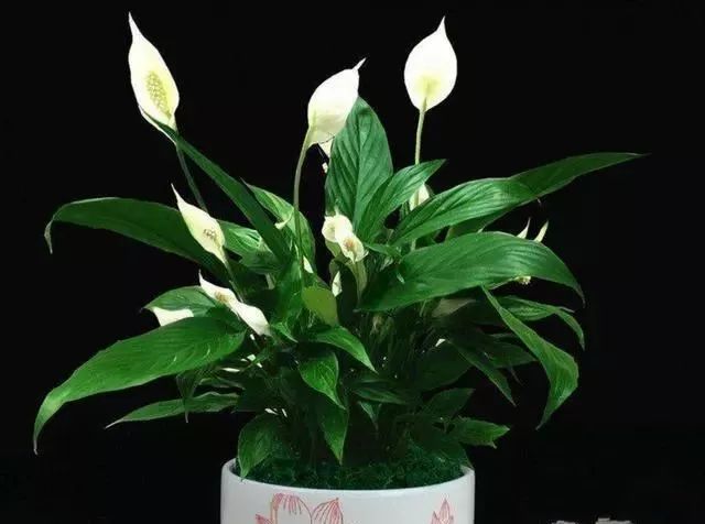 白掌如何养护才能开花,白掌如何多开花