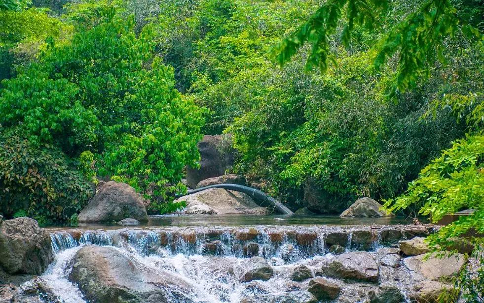 最美银杏秋景自驾攻略,杭州银杏树旅游攻略