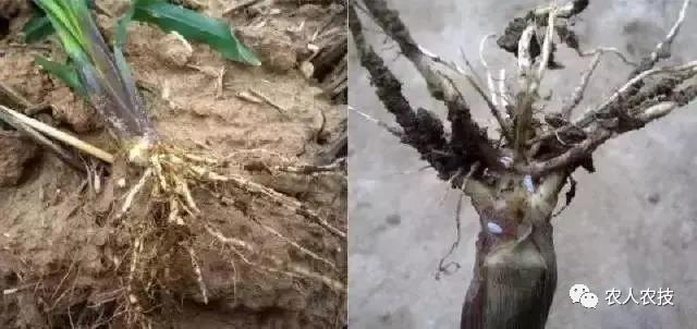 玉米苗期病害大全,玉米苗期常见病虫害汇总