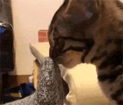 建国后有被猫抓伤得狂犬病的吗,不小心被猫抓伤了要打疫苗吗