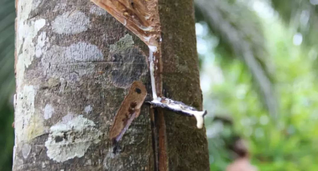 29岁不当记者，追随德国老公守护雨林，两女儿宛如天使，可不上学