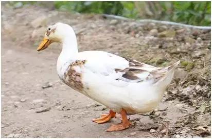 农业创业将迎来井喷潮,稀有创业种养项目让您嗅出财富商机!